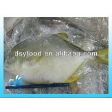 Frozen golden pomfret/pompano whole round